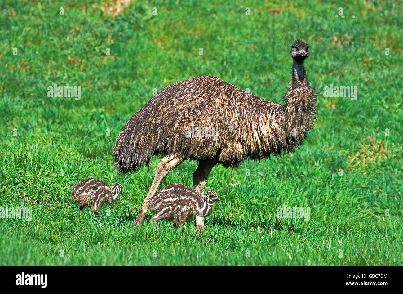 Emu Size Compared From Chick To Adult Jaw Dropping Growth - p4n9gbe