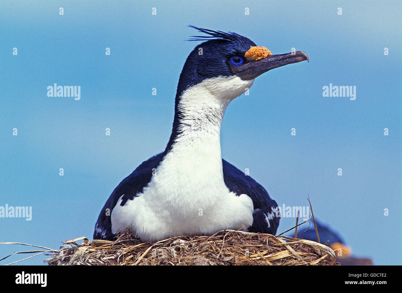IMPERIAL CORMORANT OR KING CORMORANT phalacrocorax atriceps albiventer