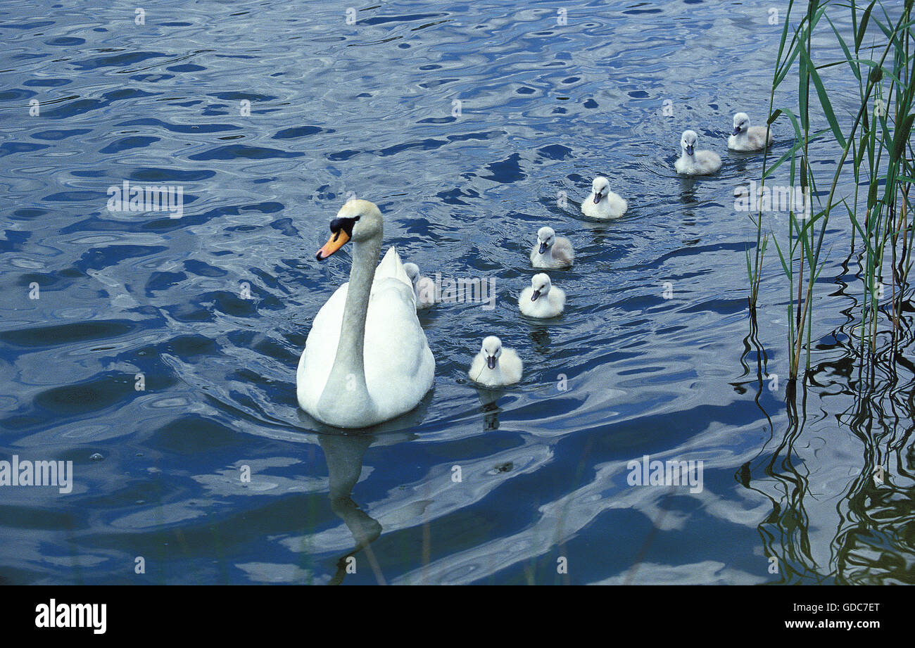 MUTE SWAN cygnus olor, ADULT SWIMMING WITH CYGNET Stock Photo