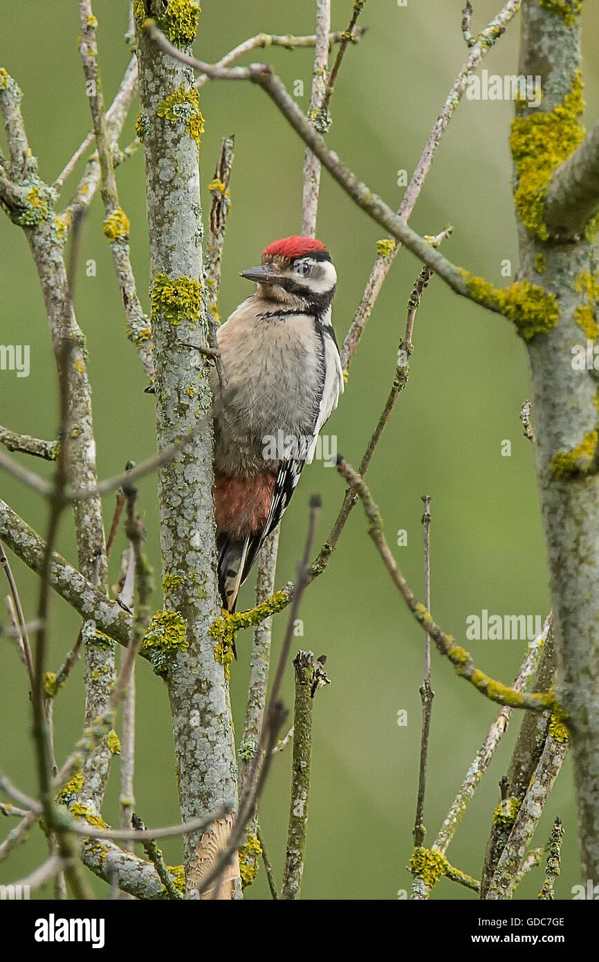 Great spotted woodpecker Stock Photo