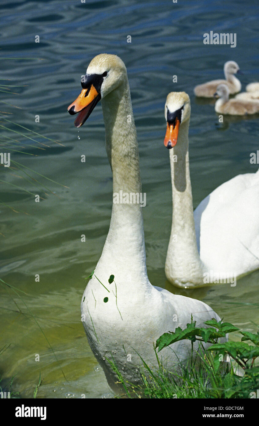 Mute Swan, cygnus olor, Male and Female Stock Photo