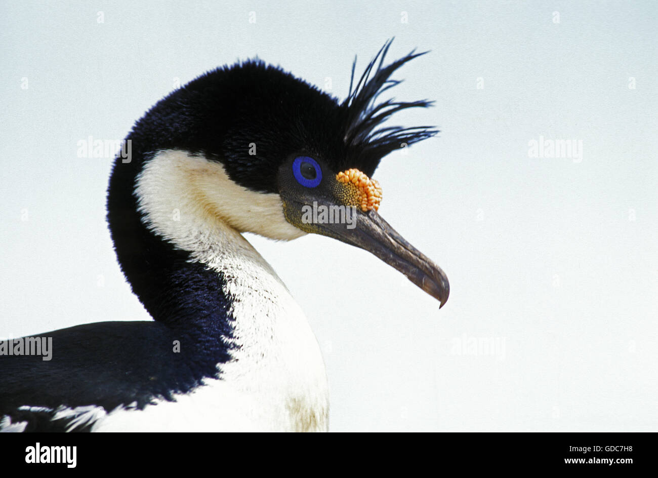 IMPERIAL CORMORANT OR KING CORMORANT phalacrocorax atriceps albiventer