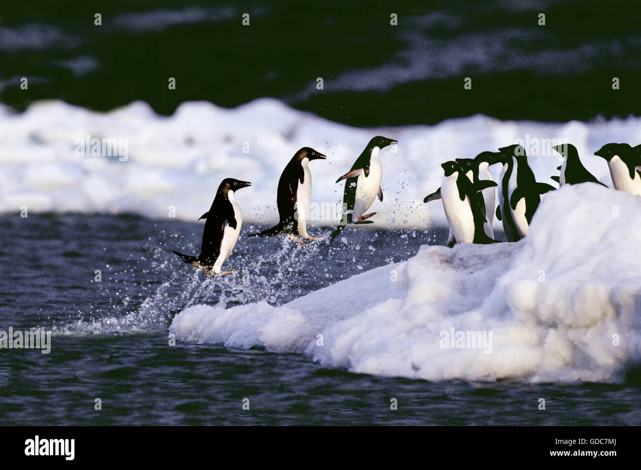 ADELIE PENGUIN pygoscelis adeliae, GROUP LEAPING OUT OF WATER, ANTARCTICA Stock Photo