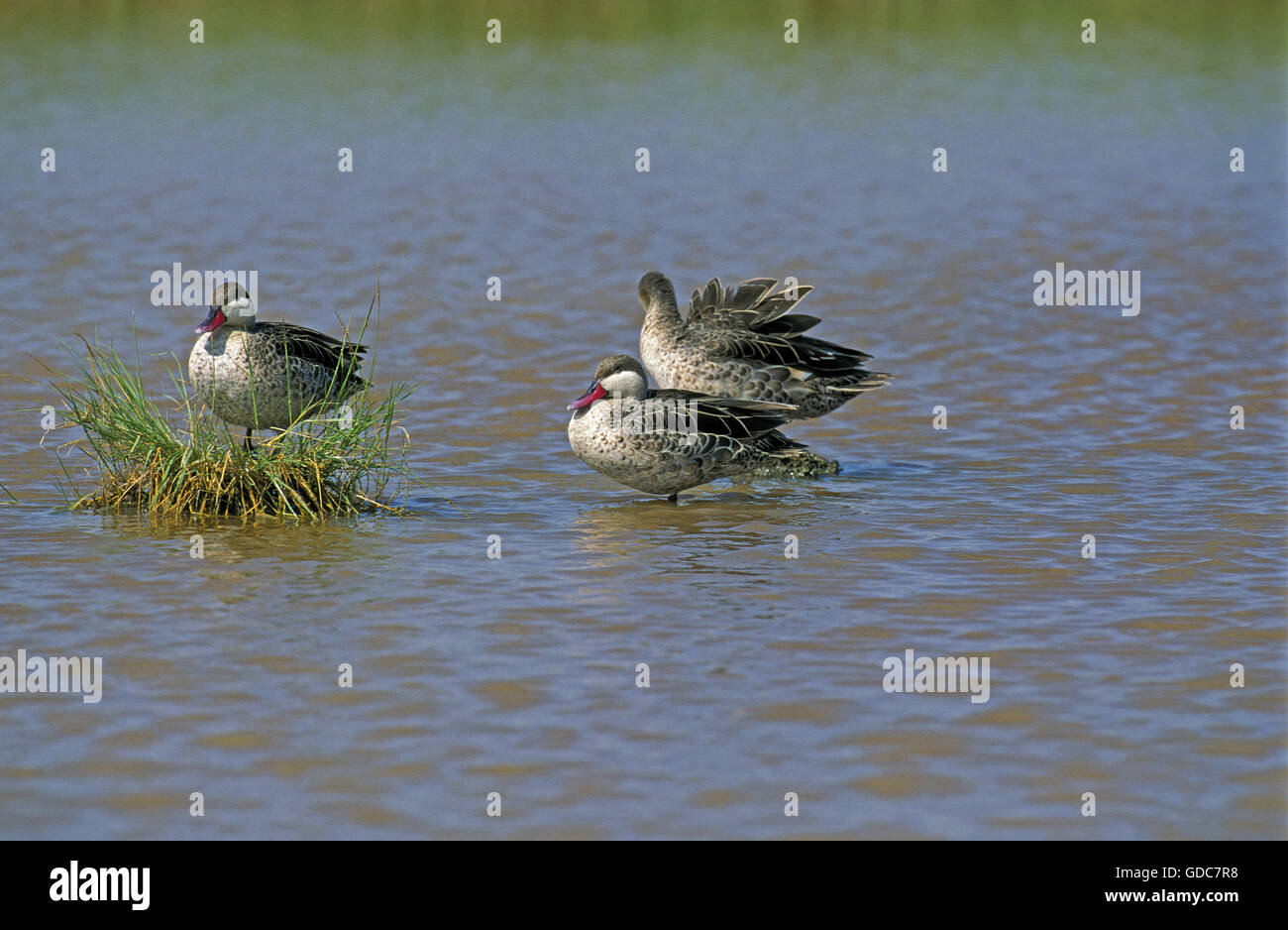 Red-Billed Teal, anas erythrorhyncha, Adults in Water, Kenya Stock Photo