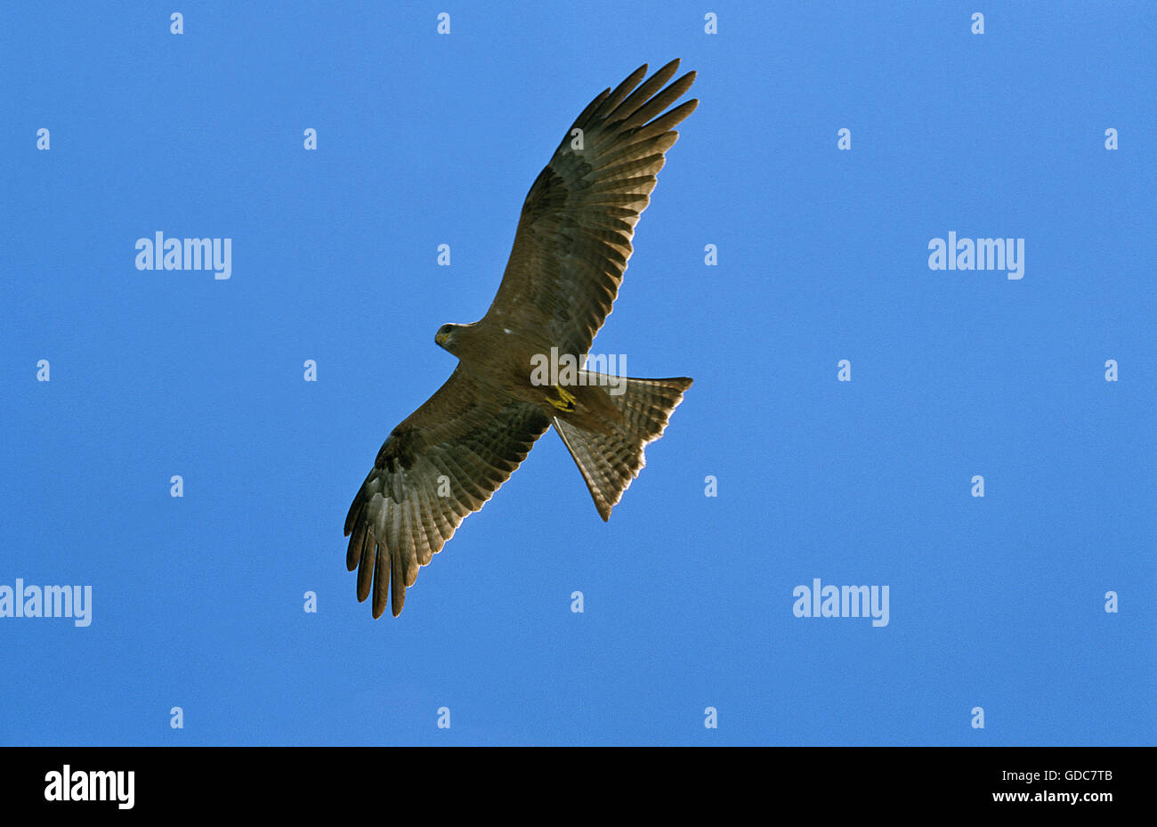 Black Kite, milvus migrans, Adult in flight against Blue Sky, Tanzanie Stock Photo