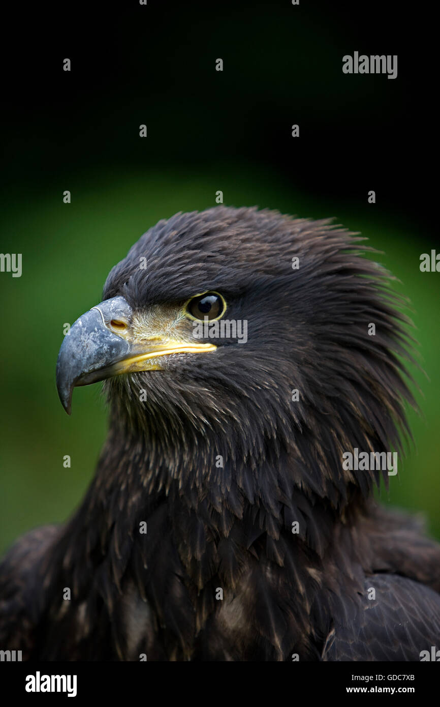 Bald Eagle, haliaeetus leucocephalus, Portrait of Immature Stock Photo