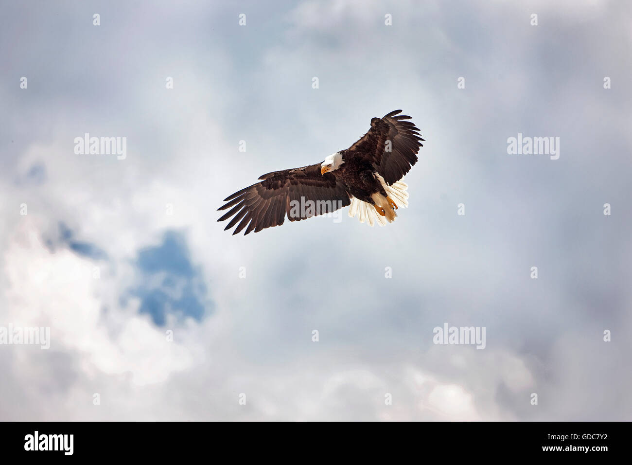 Bald Eagle, haliaeetus leucocephalus, Adulte in Flight Stock Photo