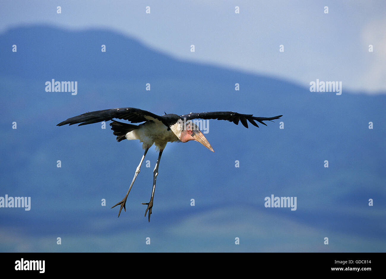 MARABOU STORK leptoptilos crumeniferus FLYING, TANZANIA Stock Photo