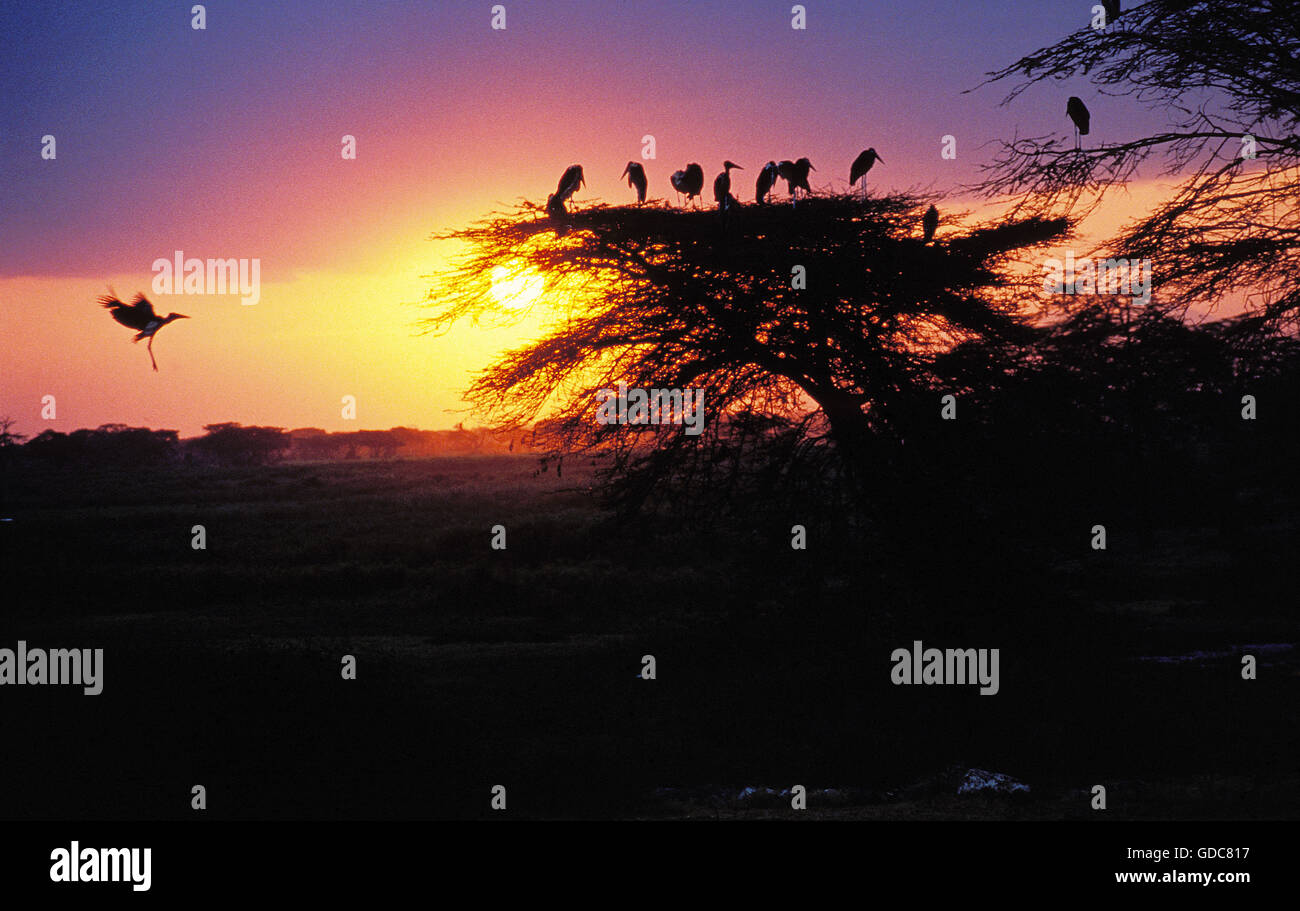 Acacia Savannas In Kenya High Resolution Stock Photography and Images ...