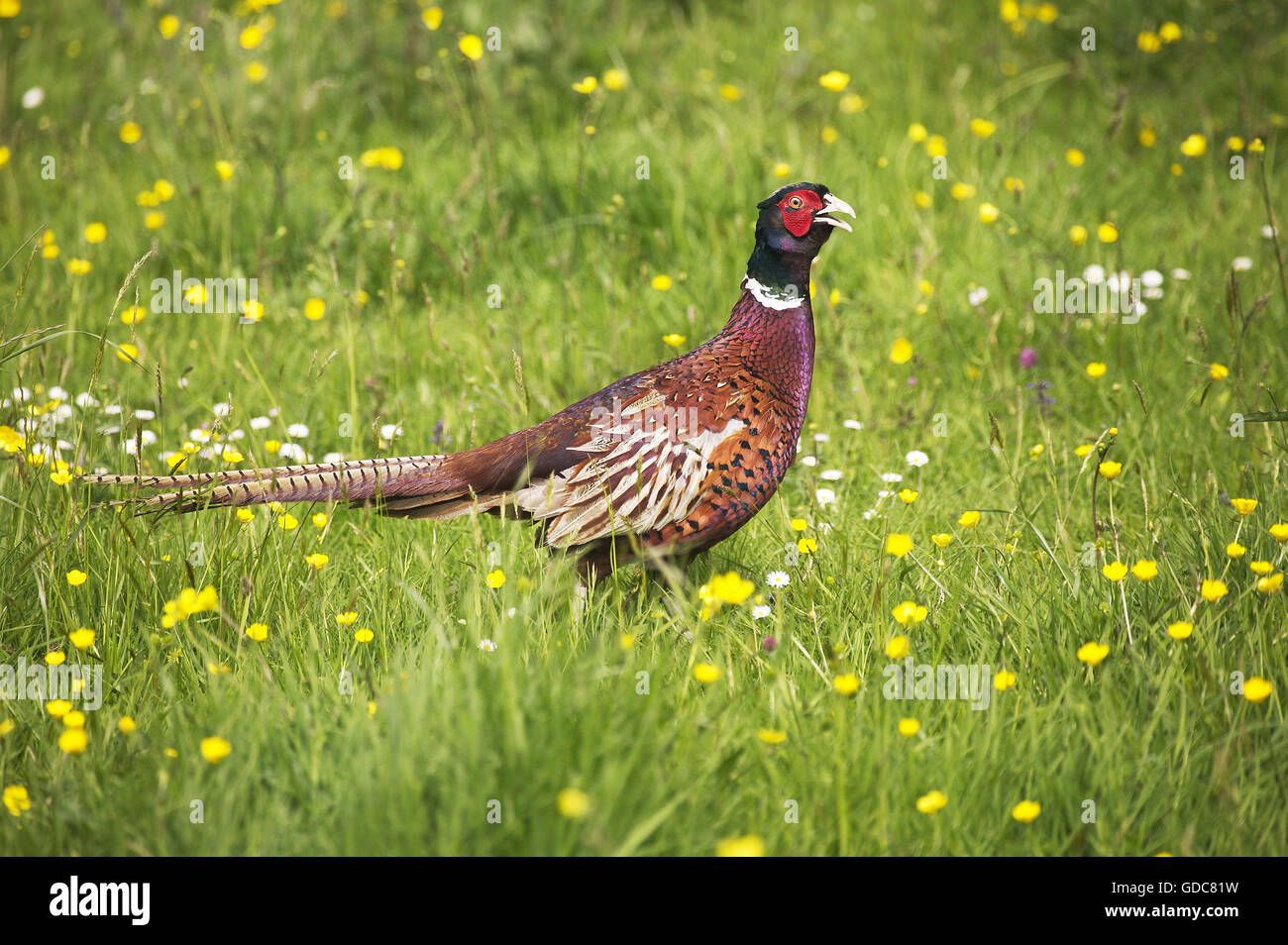 Common Pheasant, phasianus colchicus, Male in Meadow, Normandy Stock Photo
