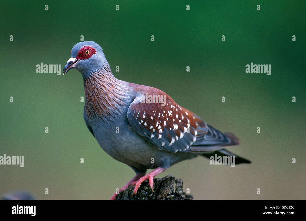 Speckled pigeon, columba guinea, Adult, South Africa Stock Photo
