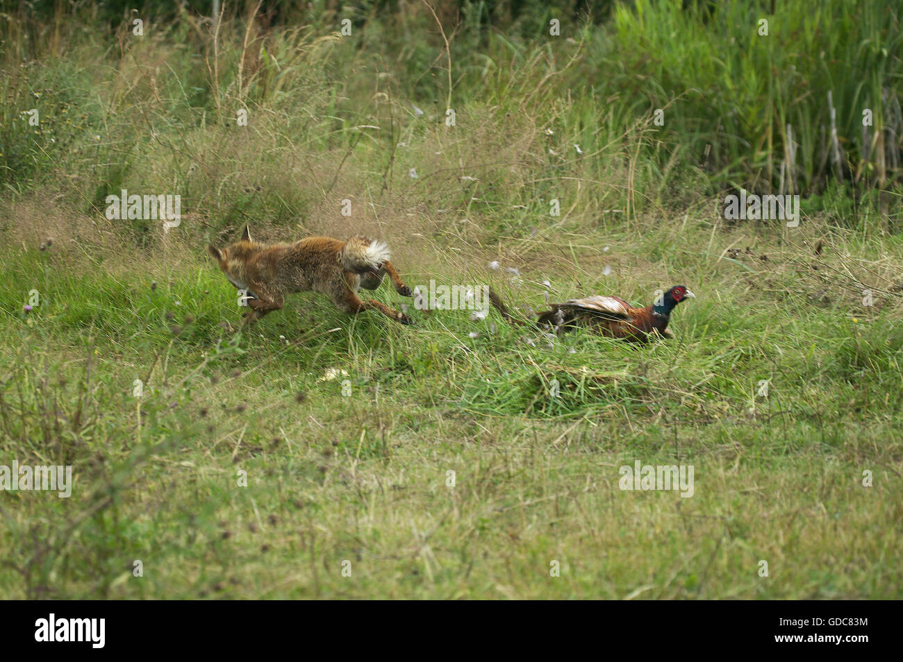 Red Fox, vulpes vulpes, Adult Hunting a Common Pheasant phasianus colchicus, Normandy Stock Photo
