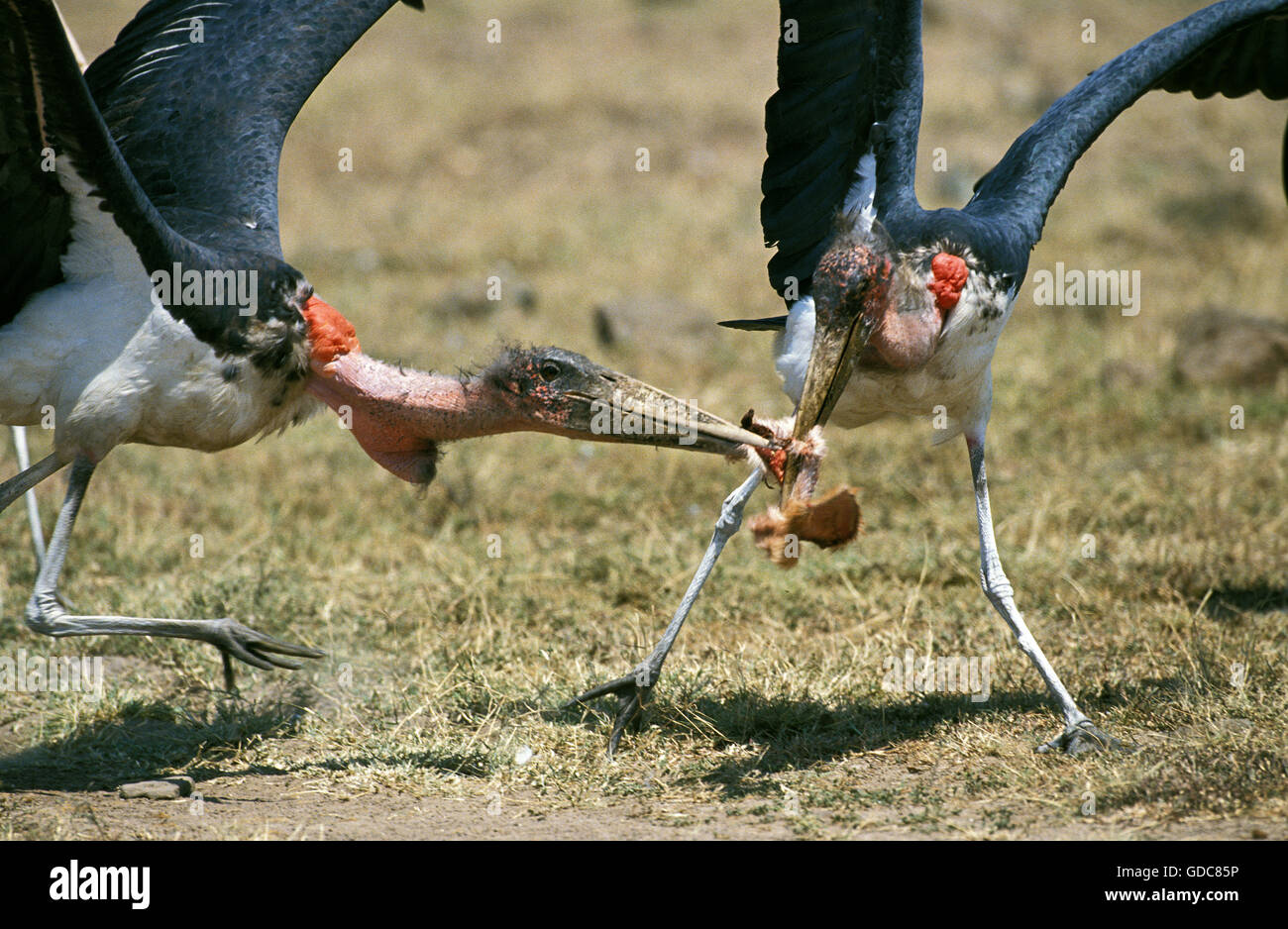 Marabou Stork, leptoptilos crumeniferus, Adults with Prey, Kenya Stock Photo