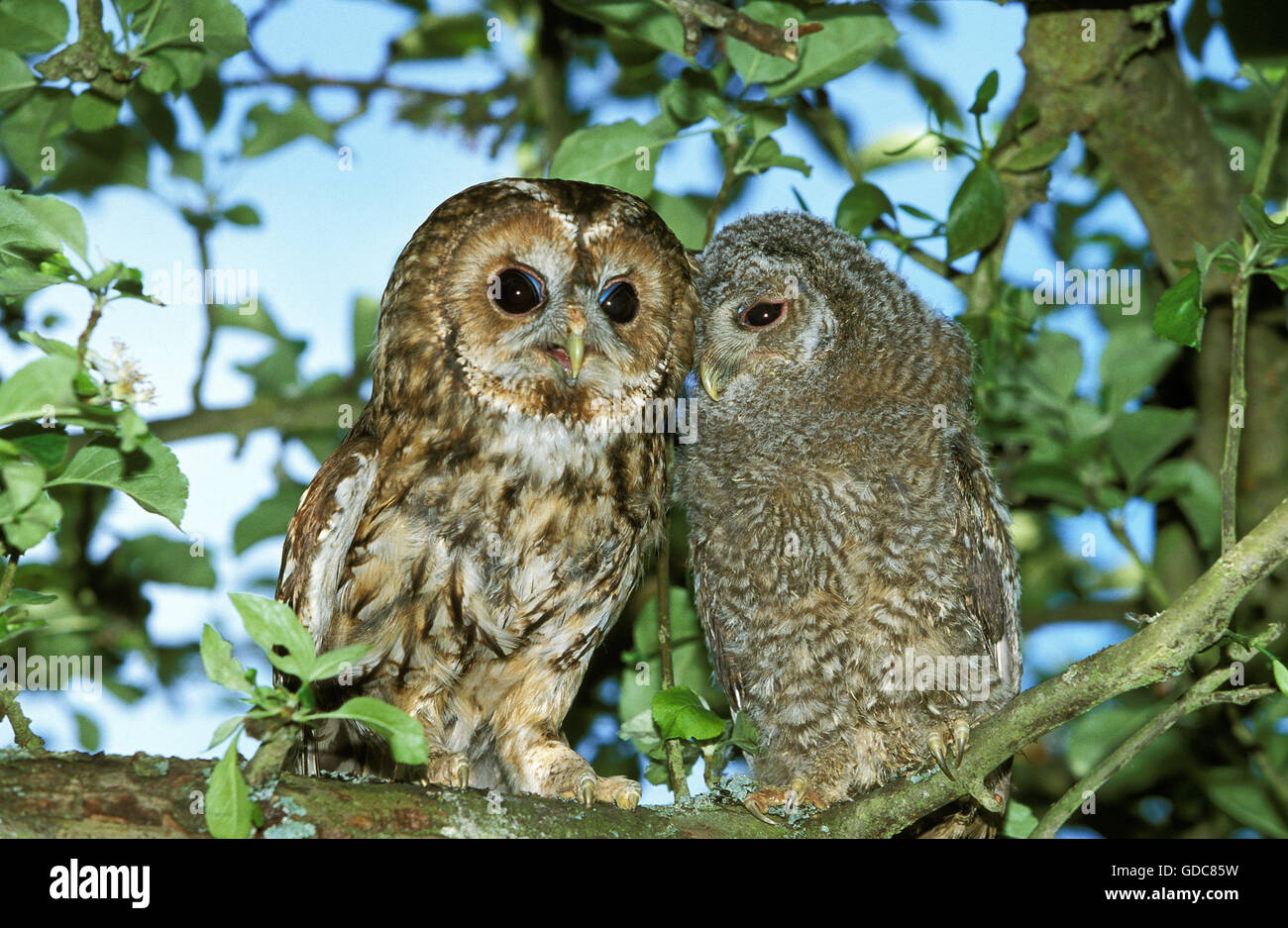 Eurasian Tawny Owl, strix aluco, Adulte with Chick Stock Photo