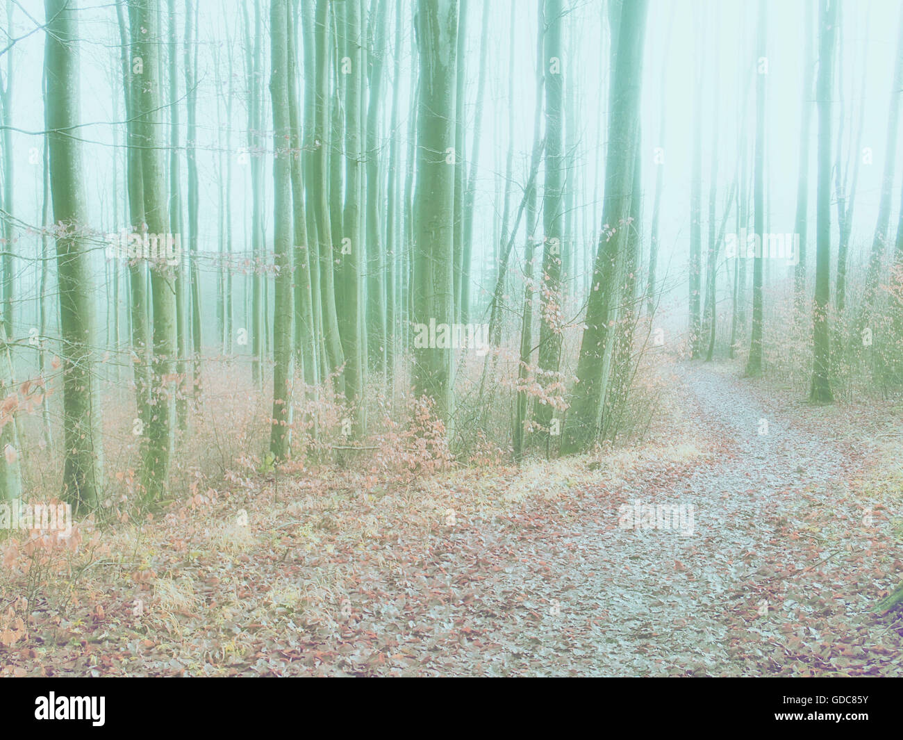 Creative,Softly,autumn,forest way,wood,forest,way,alienated,concepts, Stock Photo