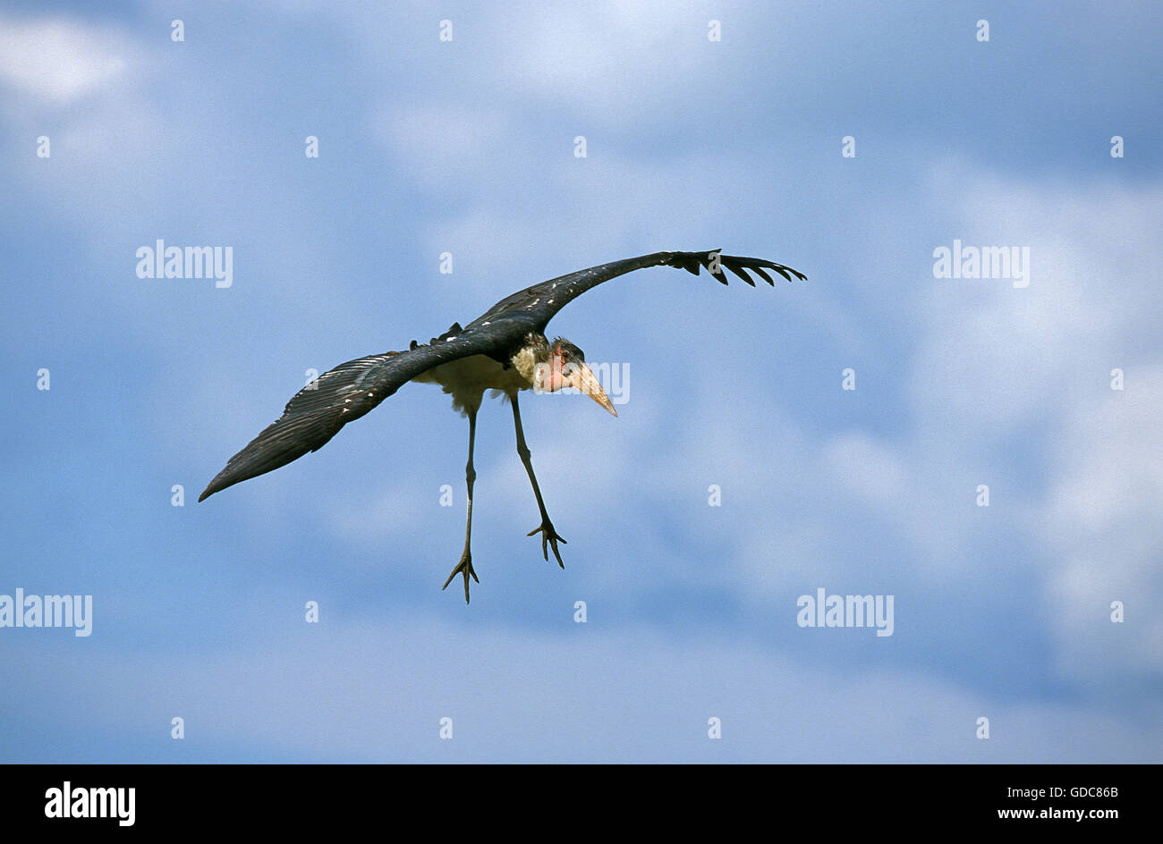Marabou Stork, leptoptilos crumeniferus, Adult in Flight, Tanzania Stock Photo