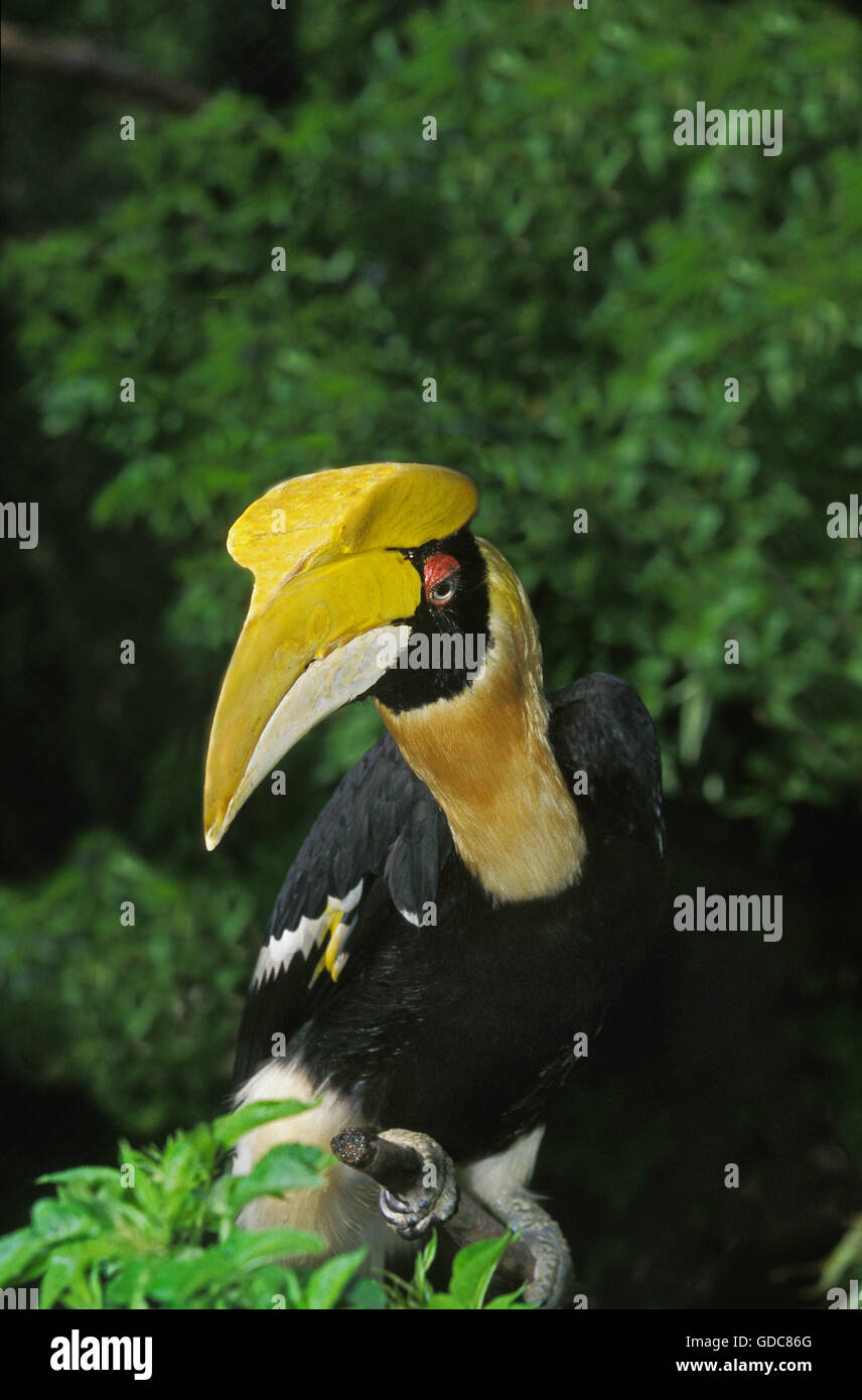 Great Hornbill, buceros bicornis, Adult Stock Photo