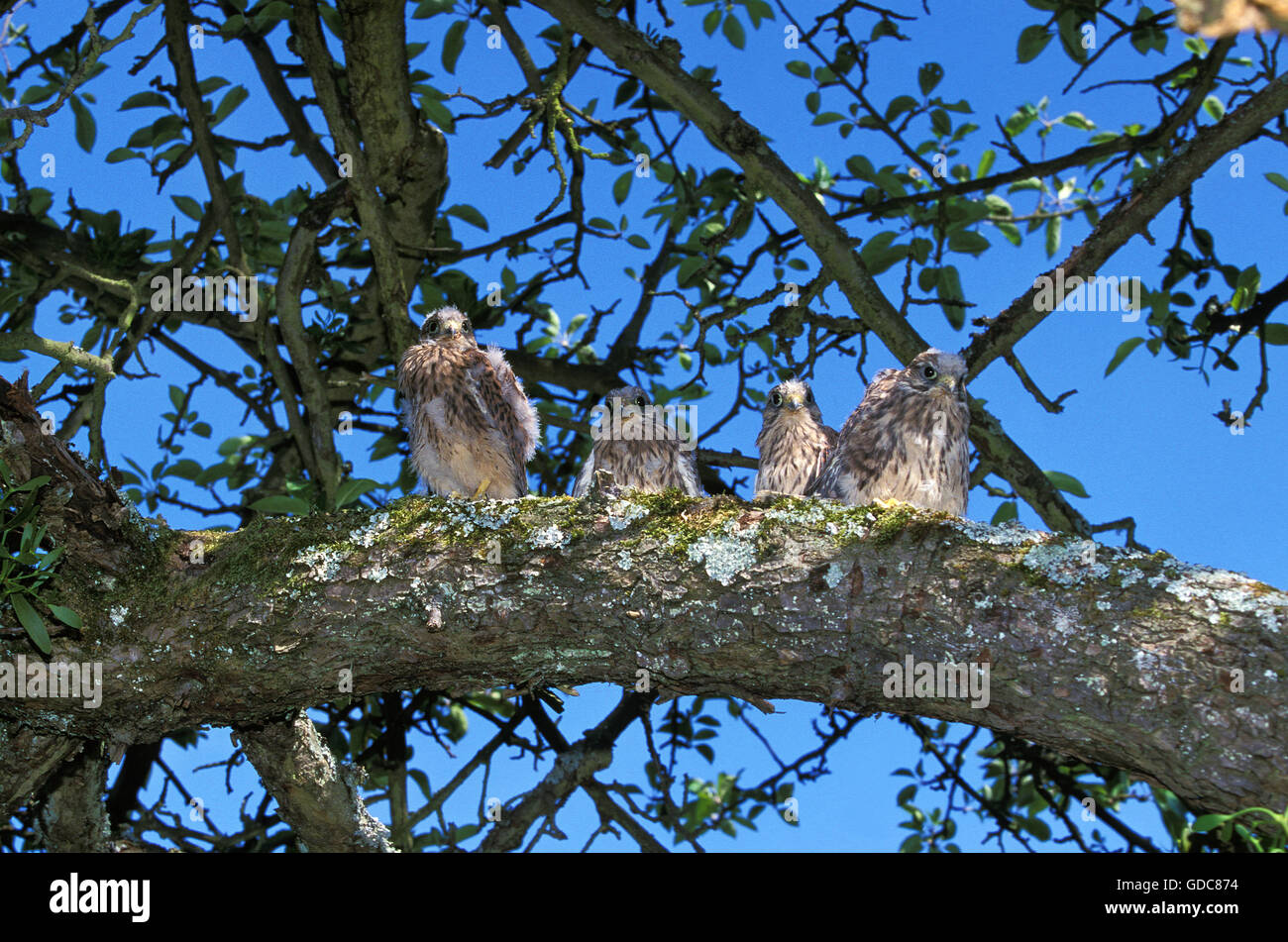 Common Kestrel, falco tinnunculus, Youngs, fledgelings Stock Photo