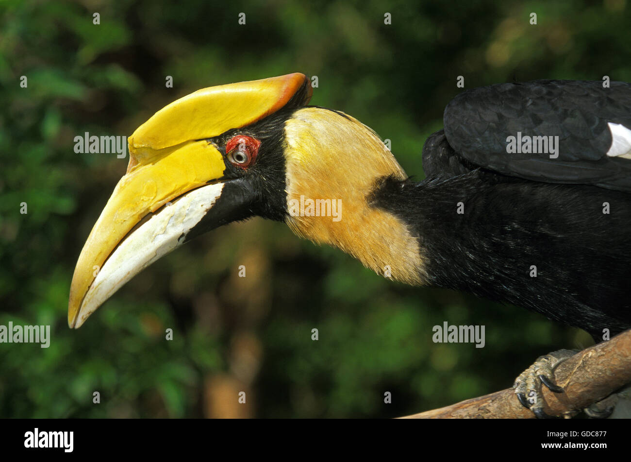 Great Hornbill, buceros bicornis, Portrait of Adult Stock Photo