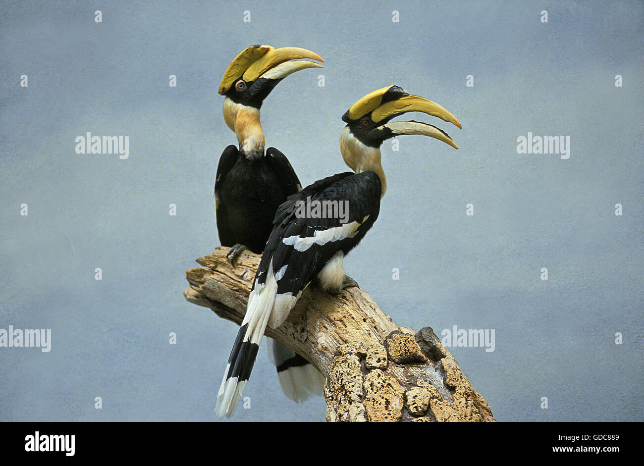 Great Hornbill, buceros bicornis, Pair on Branch Stock Photo