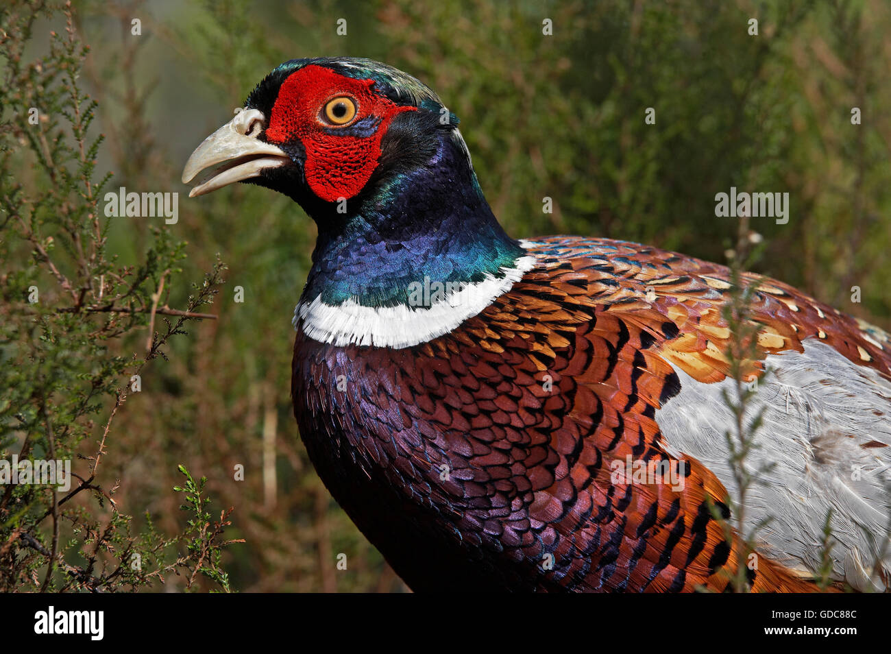 Common Pheasant, phasianus colchicus, Male with Beautifull Colors, Normandy Stock Photo