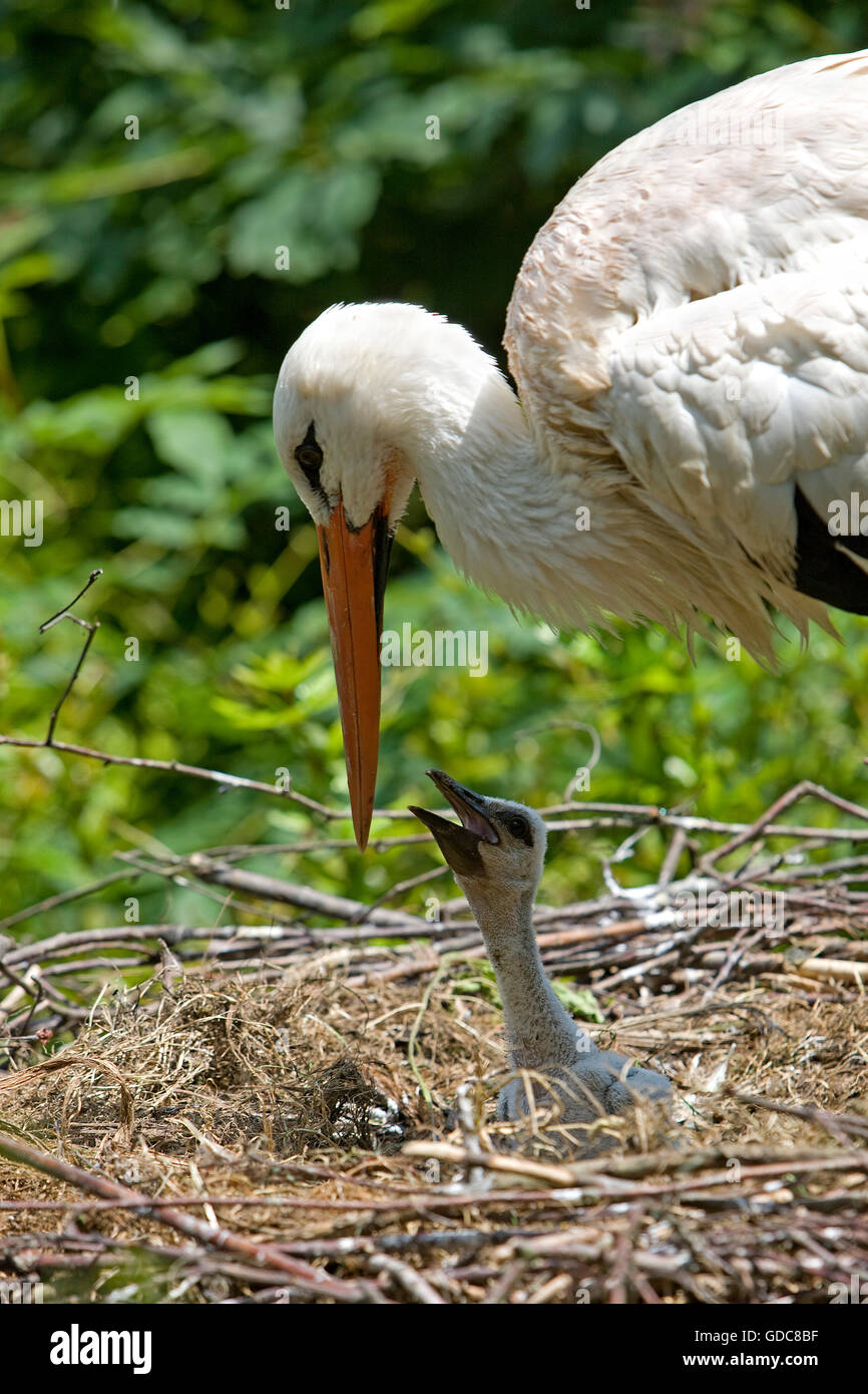 Stork chick in nest hi-res stock photography and images - Alamy