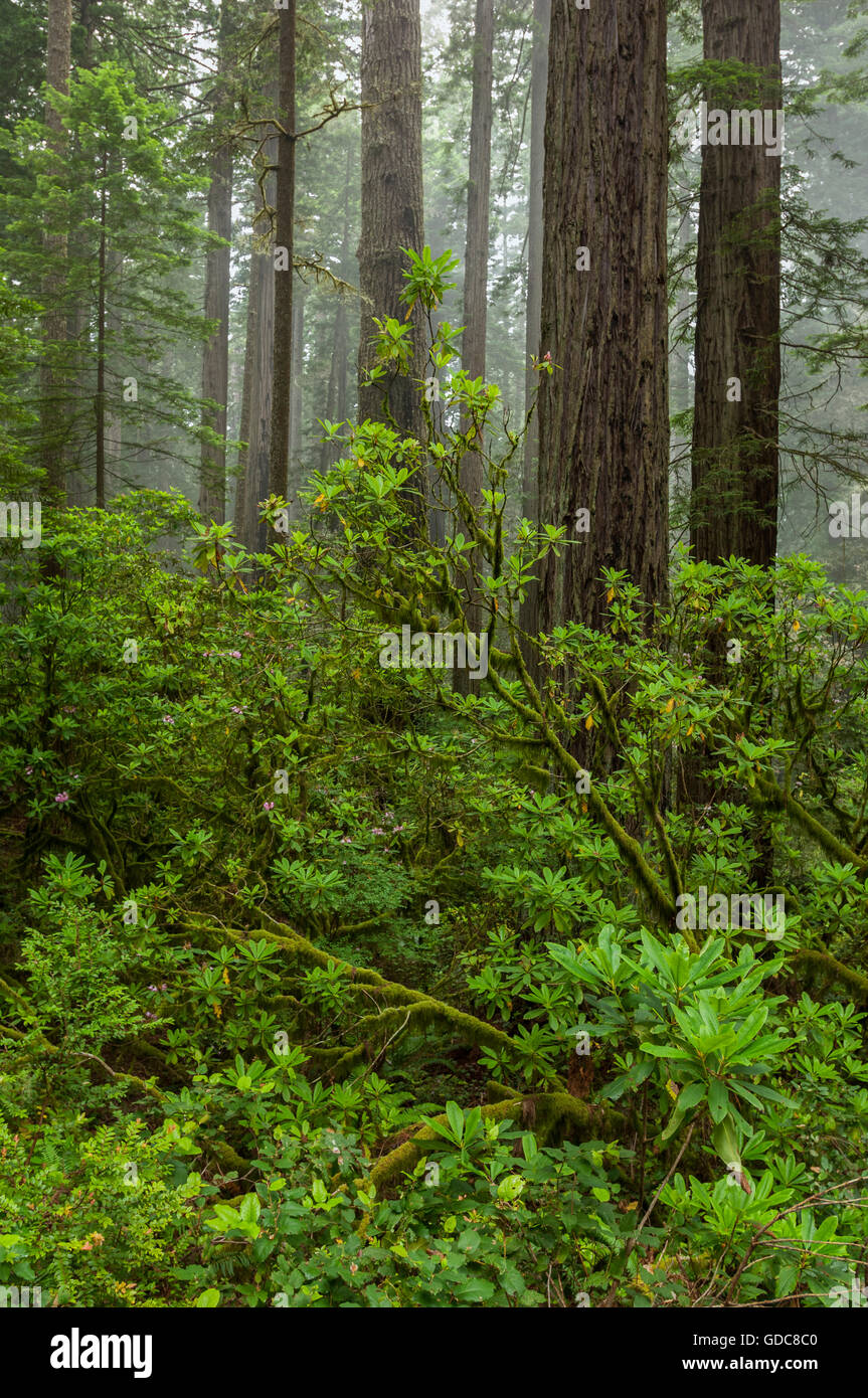 USA,California,West Coast,Crescent City,Redwood National and State Park