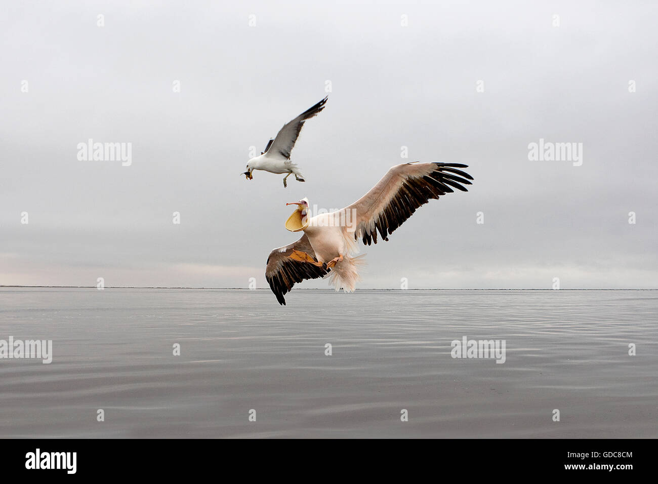 GULL AND GREAT WHITE PELICAN pelecanus onocrotalus IN NAMIBIA Stock Photo