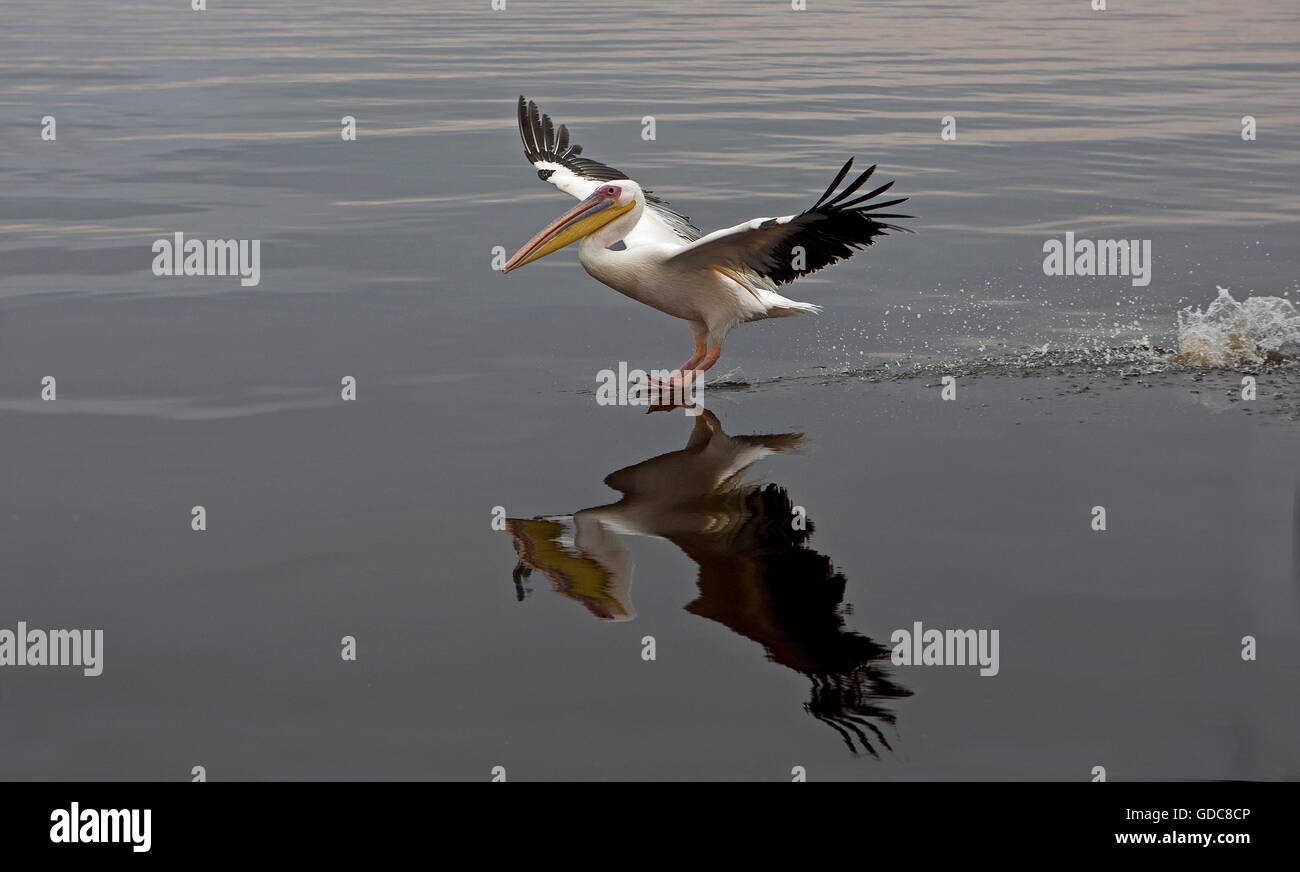 Great White Pelican, pelecanus onocrotalus, Adult in Flight, Namibia Stock Photo