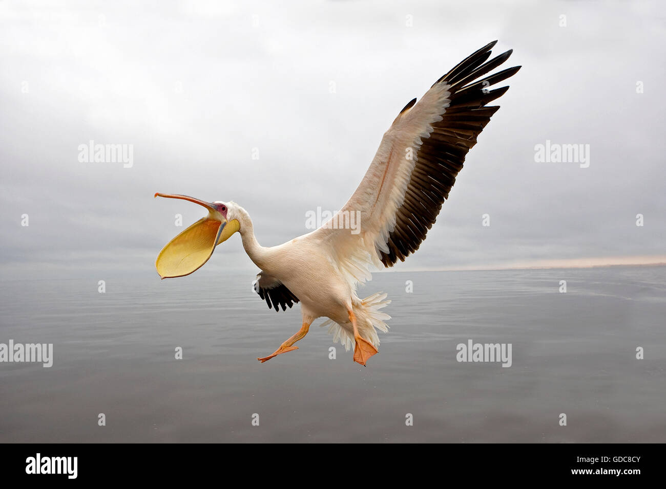 Great White Pelican, pelecanus onocrotalus, Adult in Flight, Namibia Stock Photo