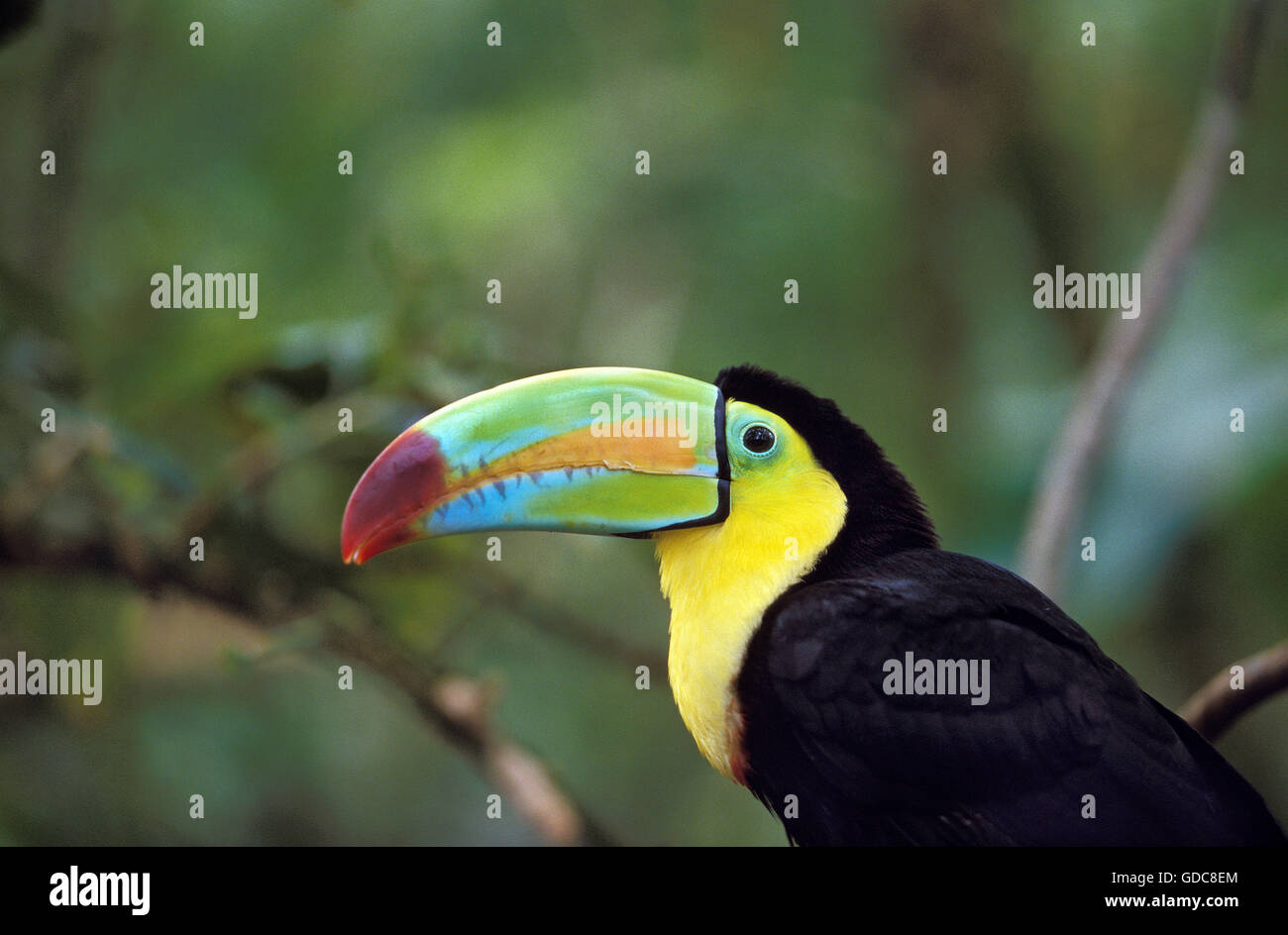 Keel-Billed Toucan, ramphastos sulfuratus, Adult, Costa Rica Stock Photo