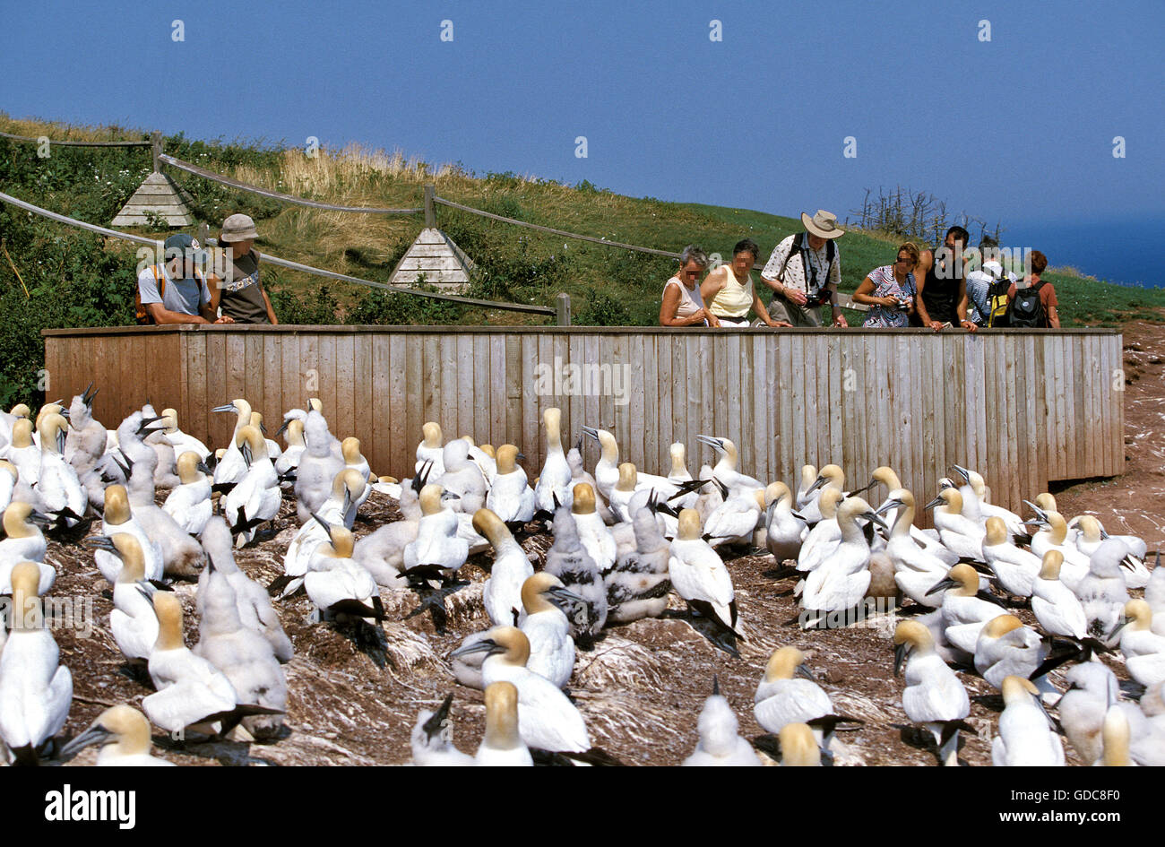 Northern Gannet, sula bassana, Tourist, Colony on Bonaventure Island in Quebec Stock Photo