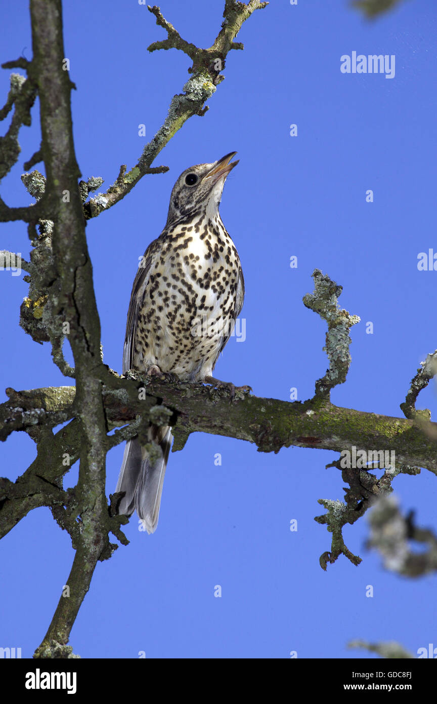 Mistle Thrush, turdus viscivorus, Adult singing on Branch, Normandy Stock Photo