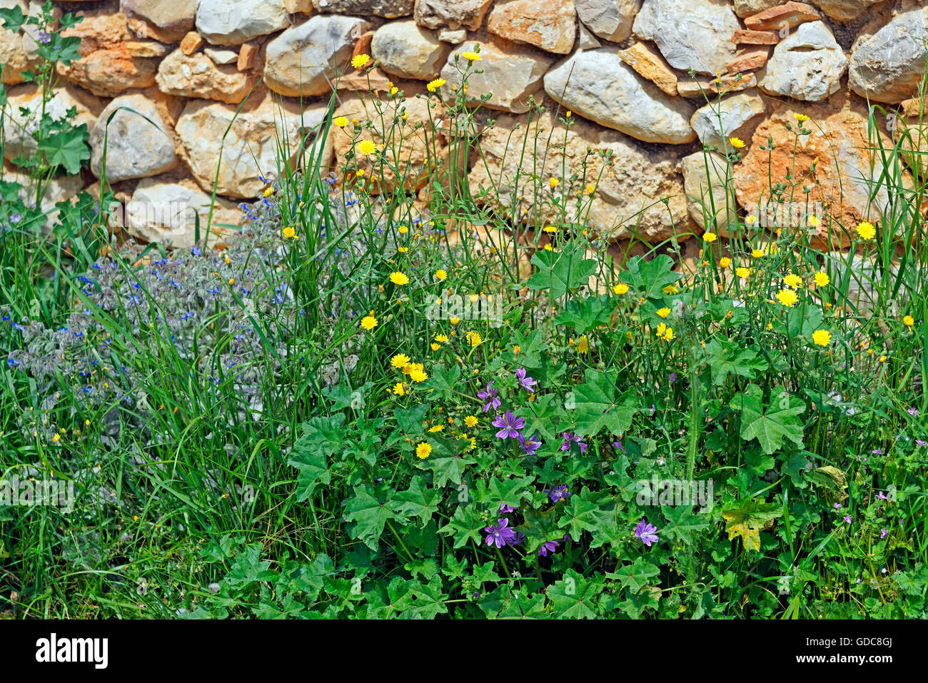 More poorly,natural stone,wild flowers,blossoms, Stock Photo