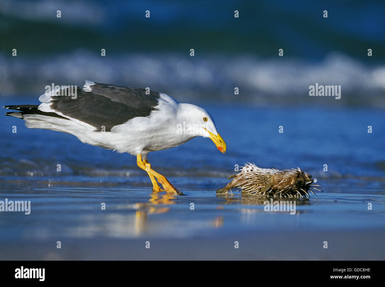 Kelp Gull, larus dominicanus, Adult eating Fish on Beach, Mexico Stock