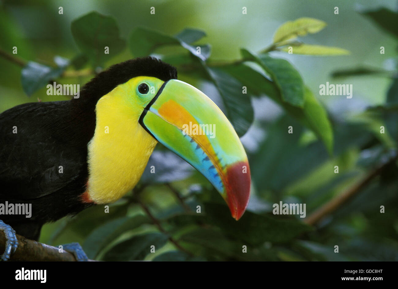 Keel-Billed Toucan, ramphastos sulfuratus, Costa Rica Stock Photo