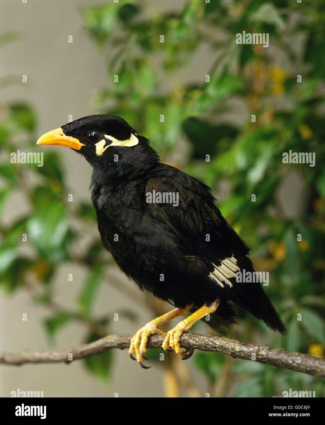 Hill Mynah, gracula religiosa, Adult on Branch Stock Photo