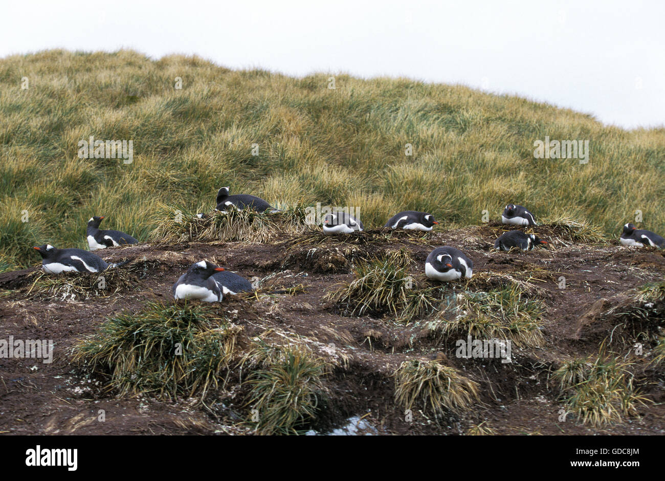 GENTOO PENGUIN pygoscelis papua, NESTING COLONY ON LIVINGSTONE ISLAND ...