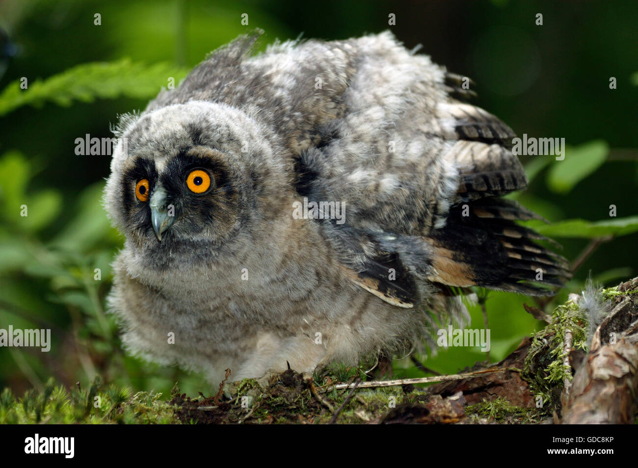 Long Eared Owl, asio otus, Young on Branch, Normandy Stock Photo