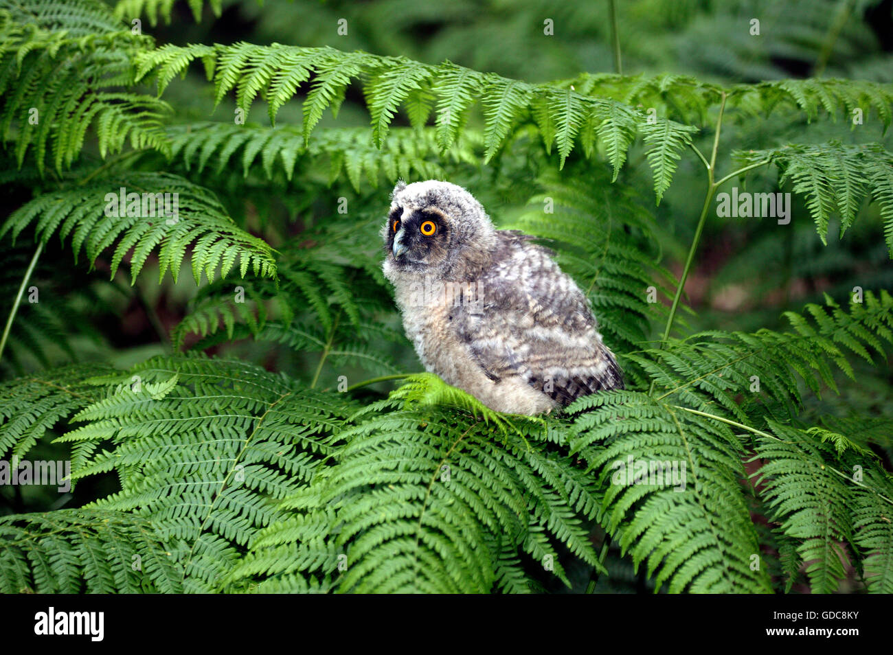 Long Eared Owl, asio otus, Young on Fern, Normandy Stock Photo