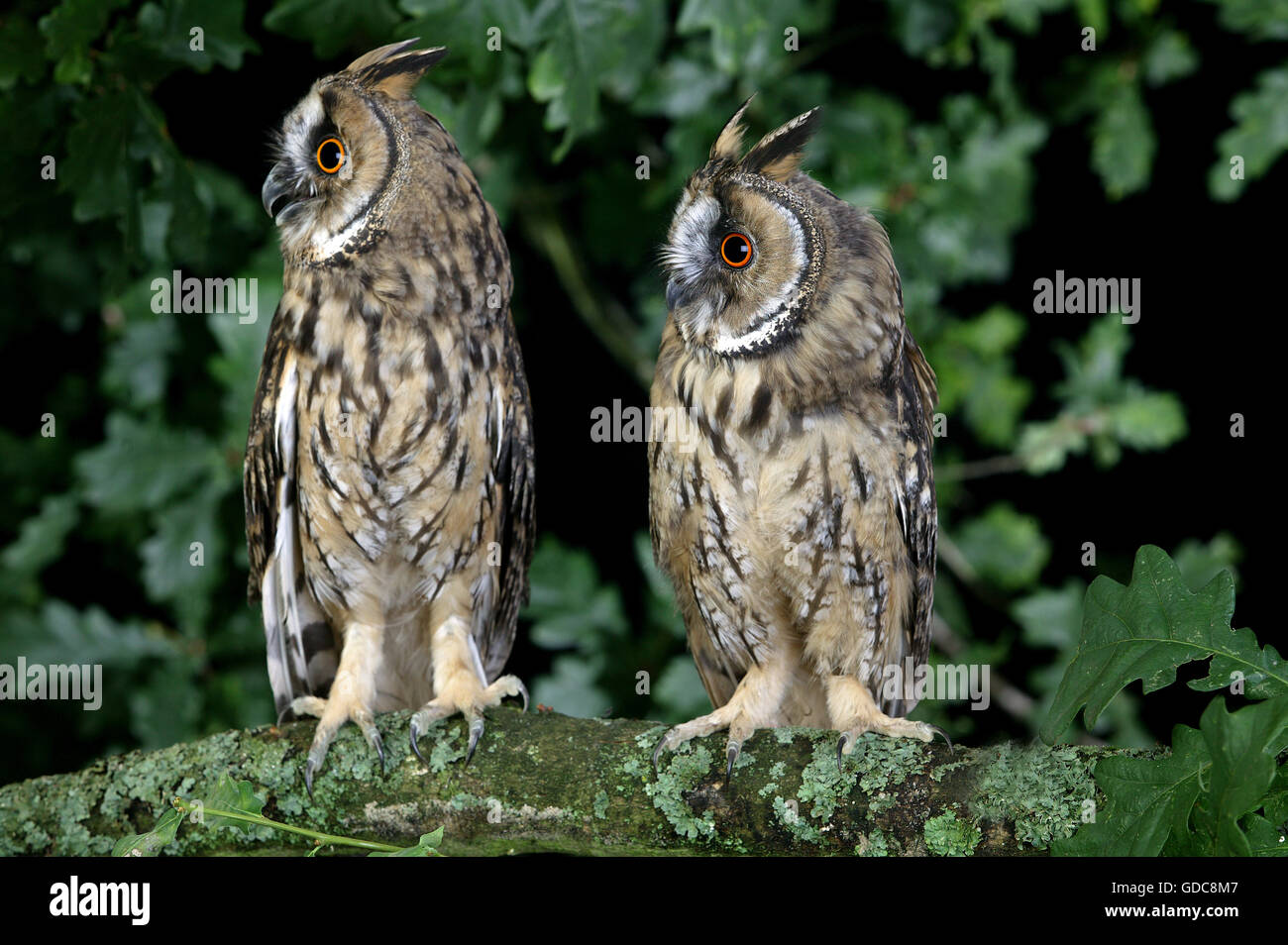 LONG-EARED OWL asio otus, PAIR ON BRANCH, NORMANDY Stock Photo
