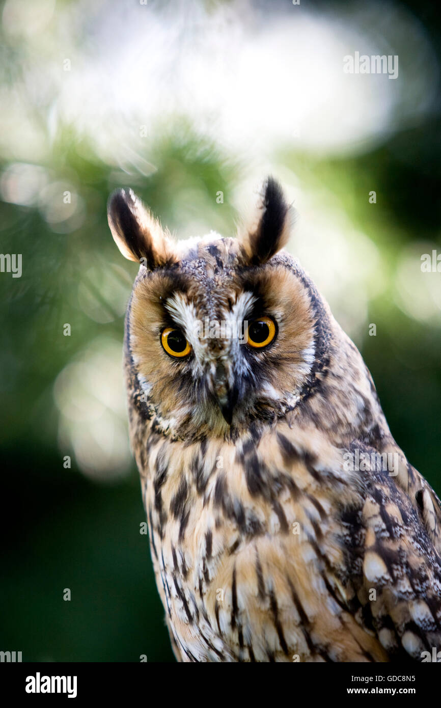Long-Eared Owl, asio otus, Portrait, Normandy Stock Photo