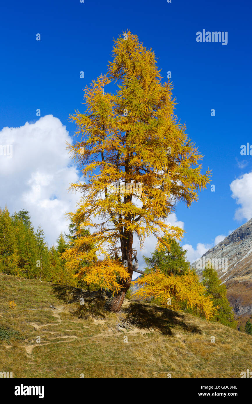 Golden larch trees switzerland hi-res stock photography and images - Alamy