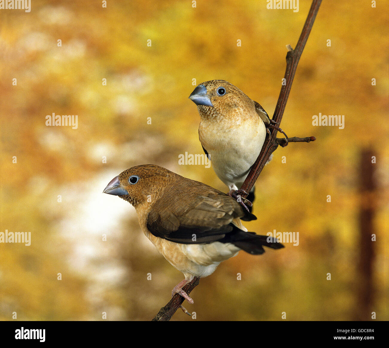 AFRICAN SILVERBILL lonchura cantans, PAIR ON BRANCH Stock Photo