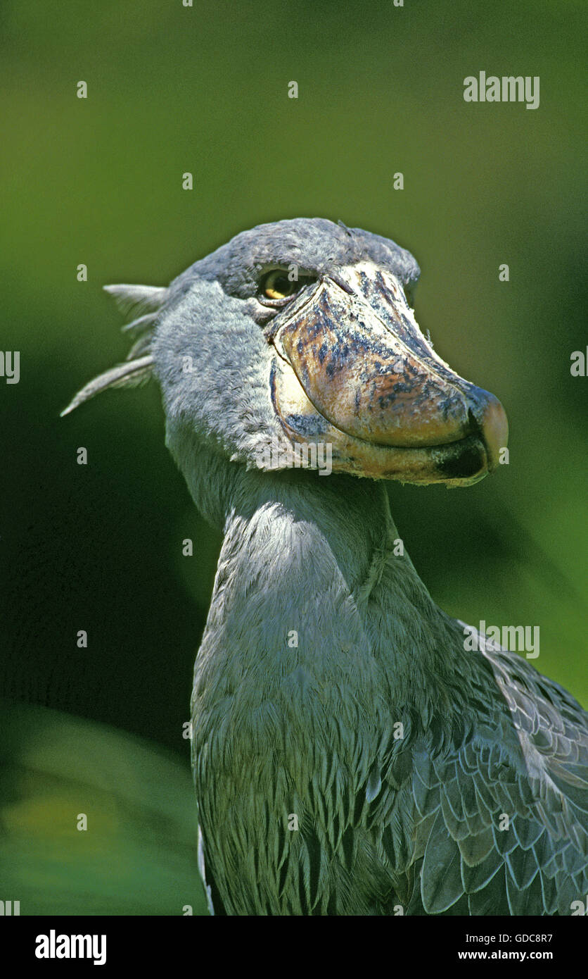 SHOEBILL STORK OR WHALE-HEADED STORK balaeniceps rex, PORTRAIT OF ADULT Stock Photo