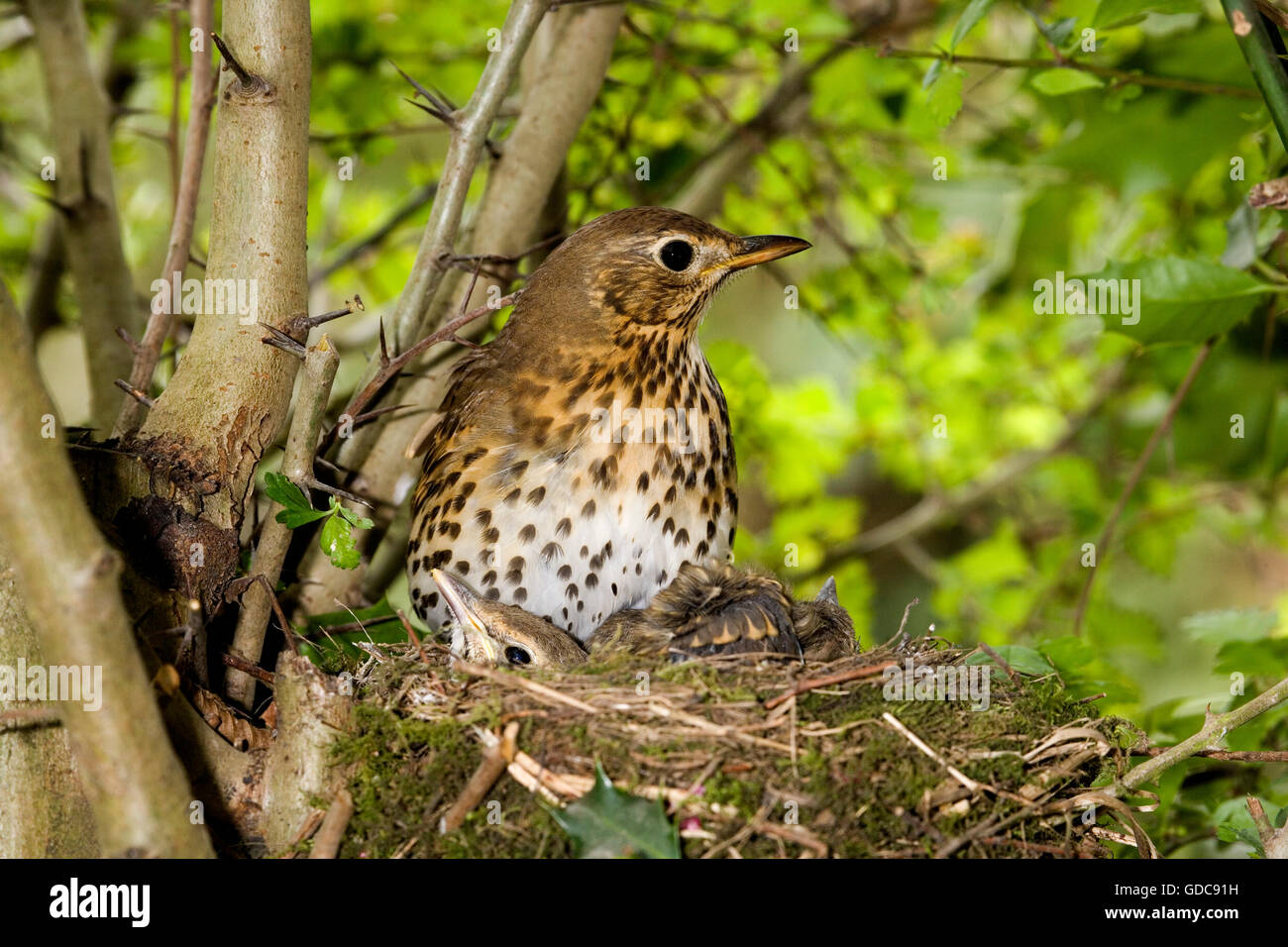 Song Thrush, turdus philomelos, Adult and Chicks at nest, Normandy Stock Photo