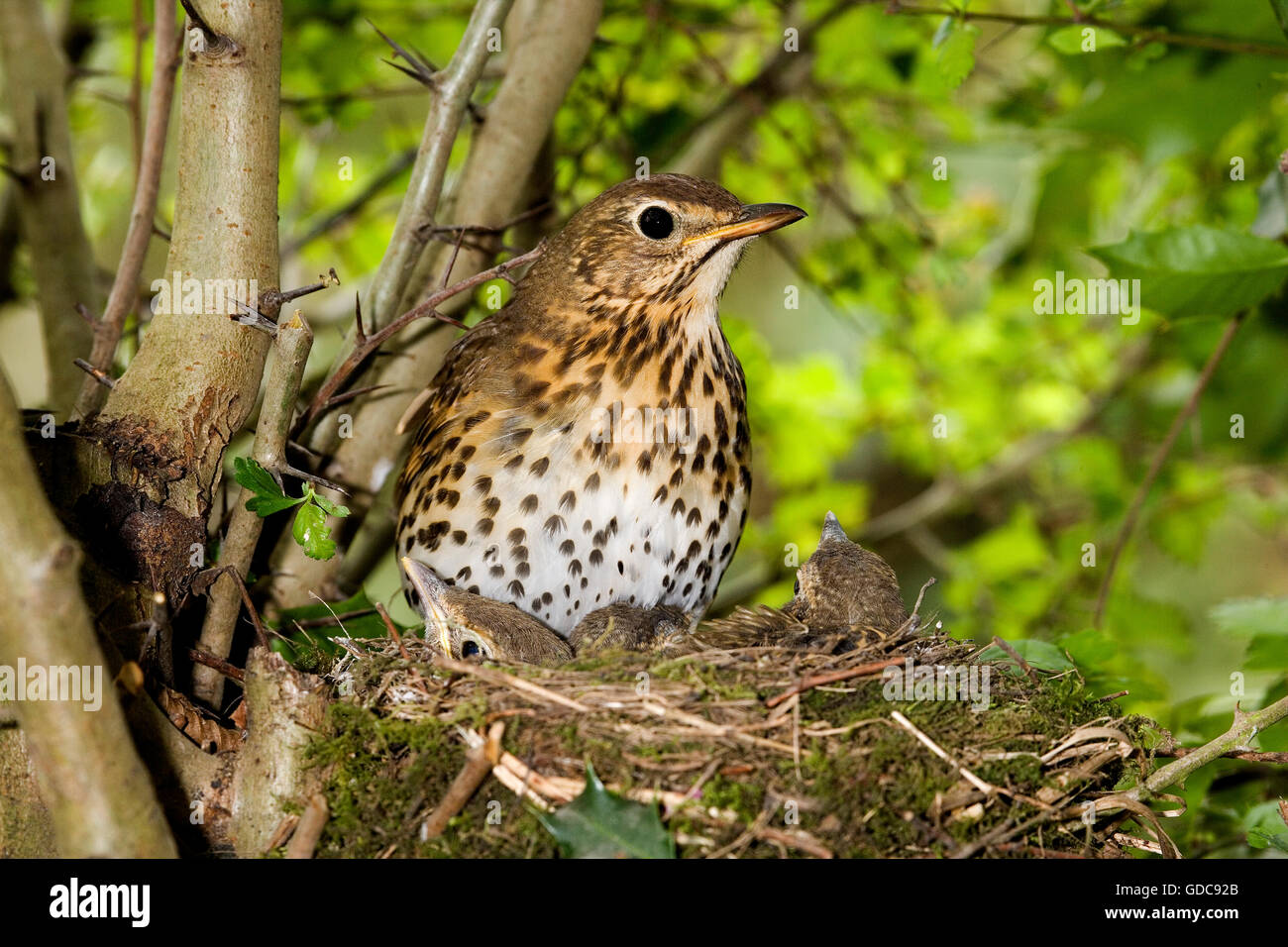 Song Thrush, turdus philomelos, Adult and Chicks at nest, Normandy Stock Photo