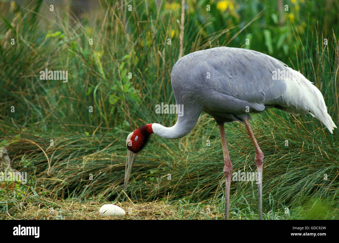 Sarus Crane, grus antigone, Egg on Nest Stock Photo