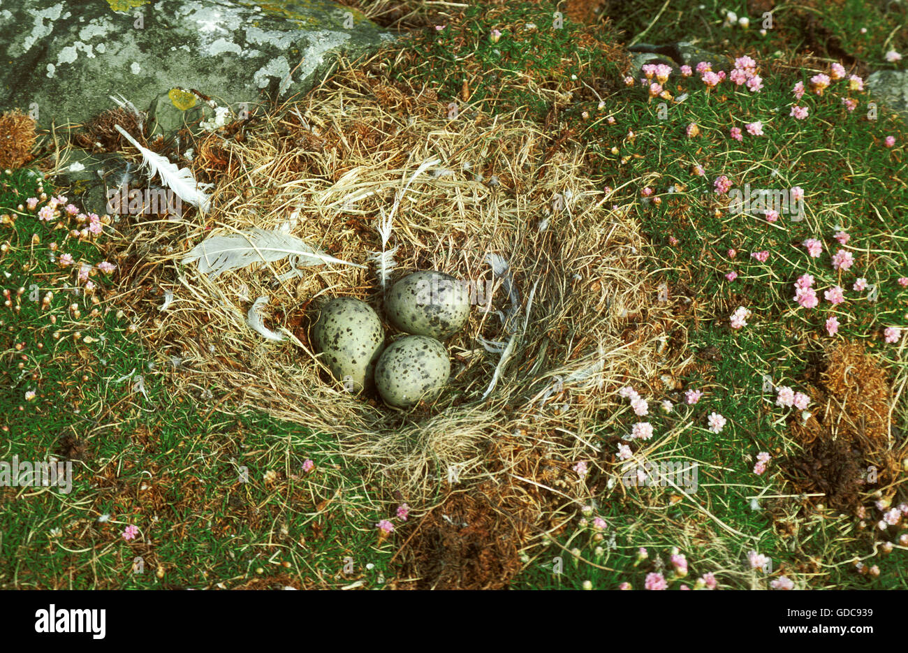 GREAT BLACK-BACKED GULL larus marinus, NEST WITH EGGS, BRITTANY Stock Photo