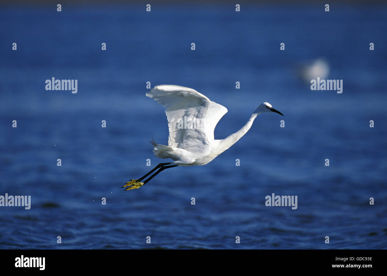 Intermediate Egret, egretta garzetta, Adult in Flight above Water, Namibia Stock Photo